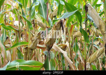 A cob ripened in a field on a corn stalk Stock Photo