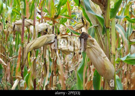 A cob ripened in a field on a corn stalk Stock Photo