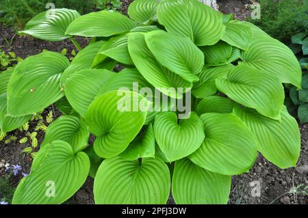 In the spring the hosta grows in the garden Stock Photo