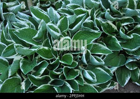 In the spring the hosta grows in the garden Stock Photo