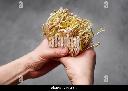 Sprouted mung beans in a hands over gray background. Micro green and vegan healthy food concept.