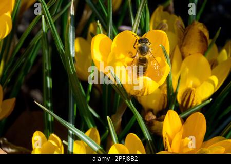 Honey bee, Apis mellifera, In, Flower, Plant, Crocuses, Dark-coloured Crocus, Crocus chrysanthus, Bee, Early spring Stock Photo