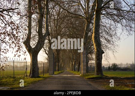 Gate and road with plane trees on a sunny morning in southern France (Provence) Stock Photo