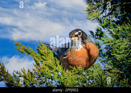 American Robin (Turdus migratorius) perched in tree. Stock Photo