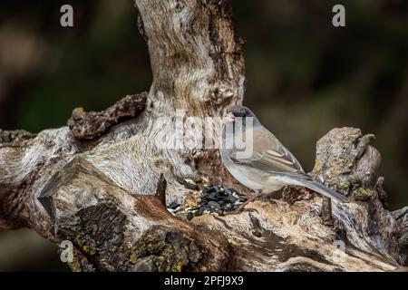 Dark-eyed Junco perched on a stump Stock Photo