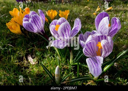 Early spring, Flowers In Garden lawn, Meadow, Blooming, Crocus vernus "Pickwick" spring garden lawn Stock Photo