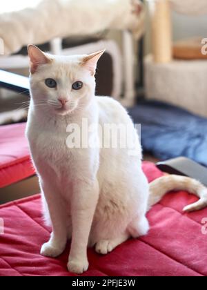 Mitzie the flamepoint Siamese Stock Photo