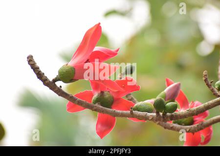 Red Silk cotton flower | Bombax ceiba Stock Photo