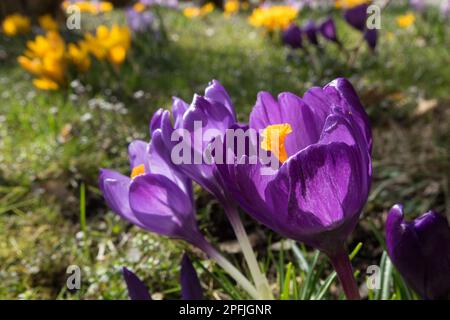 Crocus 'Flower Record', Blue Crocus in Lawn, Meadow, Sunshine, Flowers, Spring, Plants Stock Photo