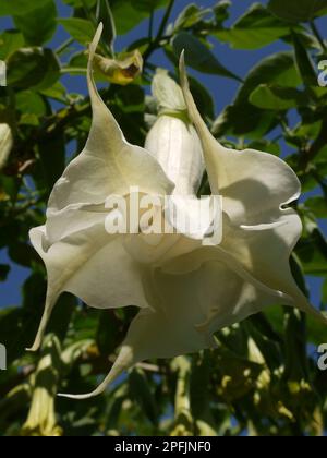 White brugmansia arborea flower seen from below, in the Getty Center Central Garden Stock Photo