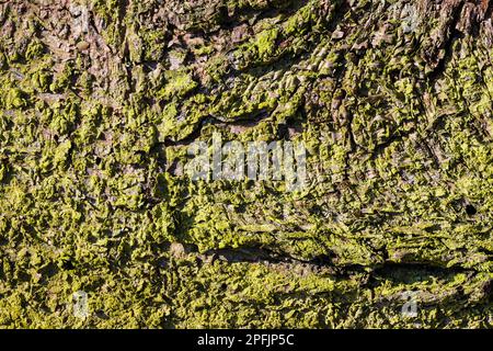 Closeup of rough mossy bark of dry spruce tree trunk as natural background. Picea. Cracked surface of old conifer with beautiful green moss and lichen. Stock Photo