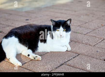 Black and White Feral Cat laying on the ground Stock Photo