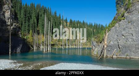 Dried trunks of (Picea) schrenkiana sticking out of the water in Kaindy Lake, also known as Birch Tree Lake or Underwater Forest, Tien Shan Stock Photo