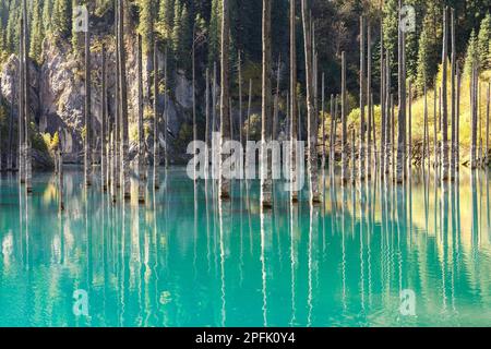 Dried trunks of (Picea) schrenkiana sticking out of the water in Kaindy Lake, also known as Birch Tree Lake or Underwater Forest, Tien Shan Stock Photo