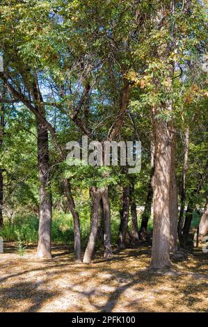 Ash trees known as Sogdian european ash (Fraxinus Excelsior), Charyn National Park, Tien Shan Mountains, Kazakhstan Stock Photo