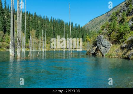 Dried trunks of (Picea) schrenkiana sticking out of the water in Kaindy Lake, also known as Birch Tree Lake or Underwater Forest, Tien Shan Stock Photo