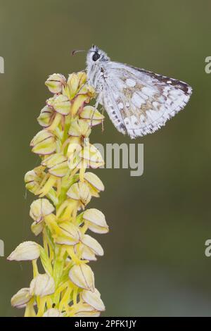 Safflower Skipper (Pyrgus carthami) adult, roosting on Man Orchid (Orchis anthropophora) flower, Causse de Gramat, Massif Central, Lot Region, France Stock Photo