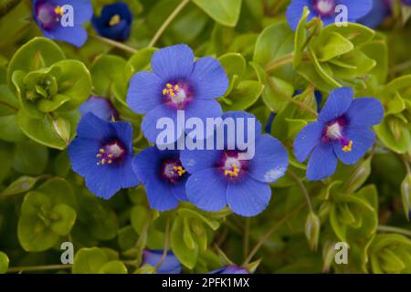 Scarlet Pimpernel (Anagallis arvensis ssp. foemina) blue form, close-up of flowers, Lesvos, Greece Stock Photo