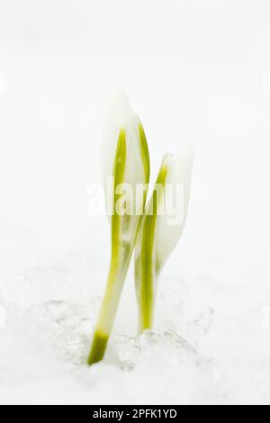 Common snowdrop (Galanthus nivalis), snowdrop, lily family, Snowdrop flowerbuds, emerging through snow, Essex, England, United Kingdom Stock Photo