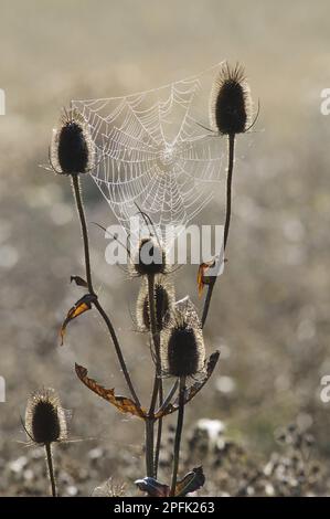 Common Teasel (Dipsacus fullonum) backlit seedheads, with dew covered orb web in mist at dawn, Elmley Marshes National Nature reserve, Isle of Stock Photo