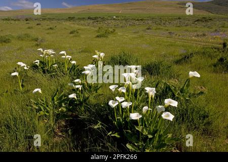 Flowering calla lily (Zantedeschia aethiopica), in lowland fynbos habitat, Waylands Reserve, Cape, South Africa Stock Photo