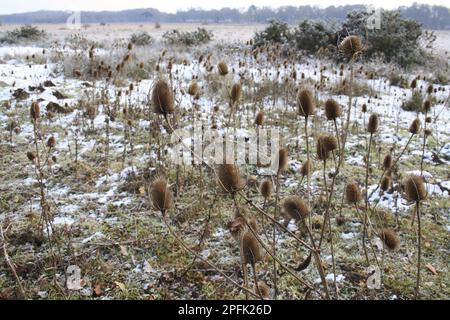 Common wild teasel (Dipsacus fullonum) seedheads, in snow-covered river valley fen, Redgrave and Lopham Fen N. N. R. Waveney Valley, Suffolk Stock Photo