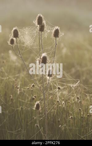 Common wild teasel (Dipsacus fullonum) backlit seed heads, with dew-covered orb webbing, North Kent Marshes, Kent, England, United Kingdom Stock Photo