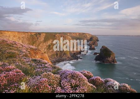 Beach Clary, sea thrift (Armeria maritima), Beach Clary, Thrift flowering, growing on clifftop habitat at sunset, Southwest Coast Path, Bedruthan Stock Photo