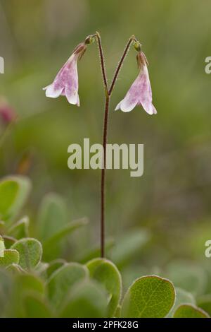 Twinflower (Linnaea borealis) flowering, growing in boreal woodland, Newfoundland, Canada Stock Photo