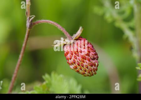 Wild Strawberry (Fragaria vesca) close-up of fruit, College Lake Nature Reserve, Hertfordshire, England, United Kingdom Stock Photo
