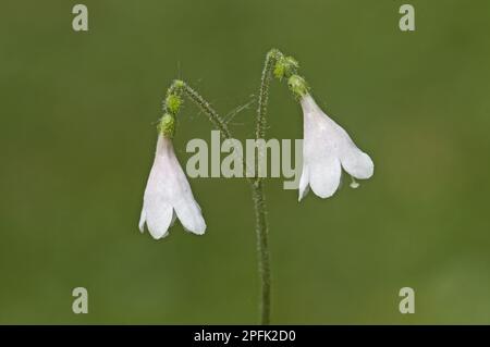 Twinflower (Linnaea borealis), Earth bells, Honeysuckle family, Twinflower flowering, England, United Kingdom Stock Photo