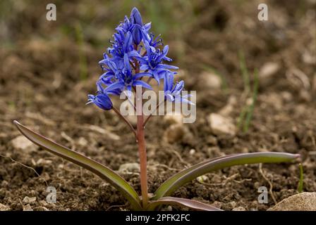 Alpine squill (Scilla bifolia), star hyacinth, lily family, Alpine squill flowering, near mountain snowline, Bey Dagi, Antalya Province, Southern Stock Photo