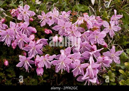 Dwarf Alpenrose (Rhodothamnus chamaecistus) flowering, growing on limestone, Julian Alps, Slovenia Stock Photo