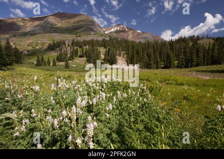 Flowering fitweed (Corydalis caseana), in mountain habitat, Ruby Peak, above Lake Irwin, Crested Butte, Rocky Mountains, utricularia ochroleuca (U.) Stock Photo