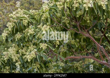 Greek strawberry tree (Arbutus andrachne), heather family, Eastern Strawberry Tree flowering, Chios, Greece Stock Photo