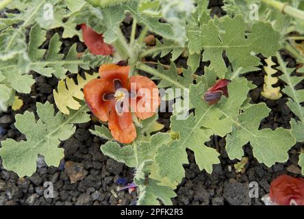 Flowering red horned-poppy (Glaucium corniculatum), growing on lava soil, Lanzarote, Canary Islands Stock Photo