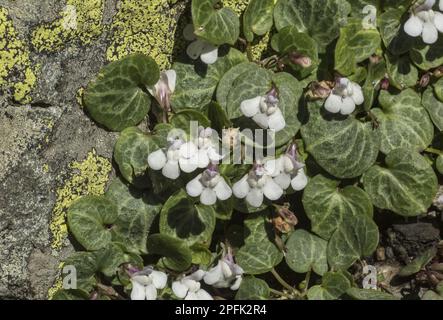 Ivy-leaved Cymbalaria, Corsican Toadflax (Cymbalaria hepaticifolia) flowering, Corsica, France Stock Photo
