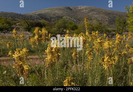Yellow yellow asphodel (Asphodeline lutea) flower mass, Gargano peninsula, Apulia, Italy Stock Photo