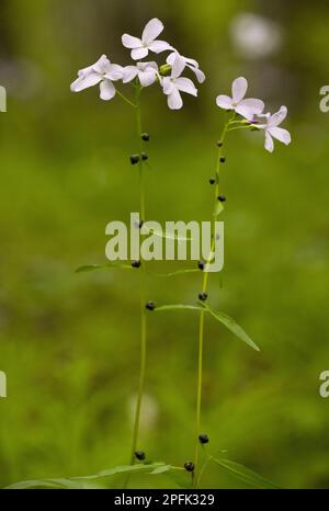 Coralroot Bitter-cress (Cardamine bulbifera) flowering, with bulbils on stems, growing in beech woodland, Bulgaria Stock Photo