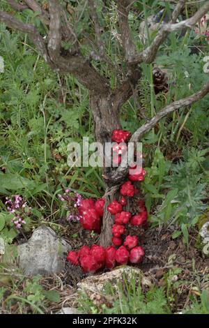 Cistus Broomrape (Cytinus hypocistus) parasitic on roots and stem of cistus bush, Sicily, Italy Stock Photo