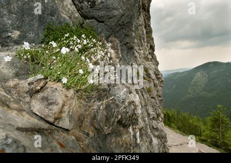 Alpine creeping baby's breath (Gypsophila repens) flowering, growing on rock faces in mountain habitat, Tatra Mountains, Western Carpathians, Poland Stock Photo