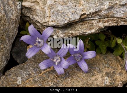 Flowering mont cenis bellflower (Campanula cenisia), growing between rocks, Mont Cenis, French Alps, France Stock Photo