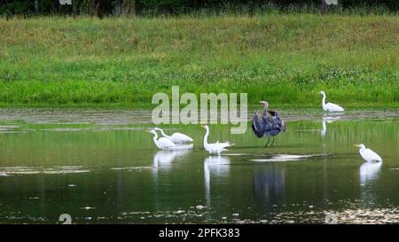 Blue Heron Landing in Pond with Five Egrets Fishing on a Summer Day Stock Photo