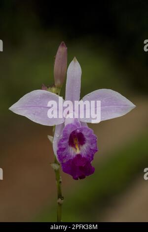 Arundina graminifolia - Bamboo Orchid Sinharaja blooms in the ...