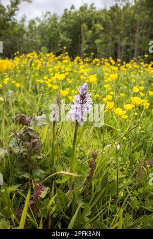 Orchis fuchsii, Fox's orchid, Fox's finger orchid, Common Spotted Orchid in damp woodland glade, Norfolk Stock Photo