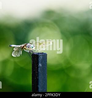 Dragon Fly sitting on fence post with a green background. Stock Photo