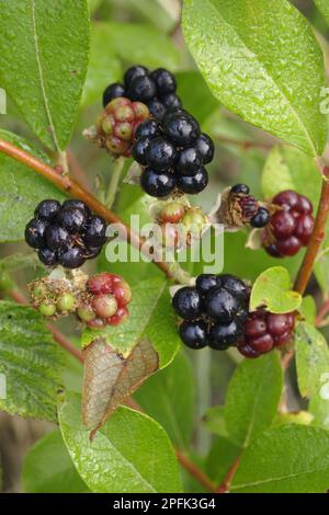 European Dewberry (Rubus caesius) close-up of fruit, West Yorkshire, England, United Kingdom Stock Photo