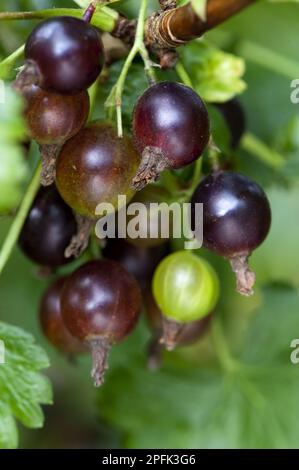 Blackcurrant close-up of berries, ripening on bush in garden, Cumbria, England, United Kingdom Stock Photo