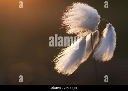 Common common cottongrass (Eriophorum angustifolium) Close-up of seed heads growing on lowland heaths at sunset, Hothfield Heath, Hothfield, Kent Stock Photo