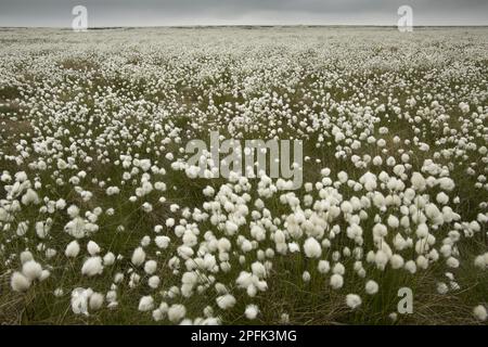 Harestail Cotton-grass (Eriophorum vaginatum) flowering mass, growing on moorland habitat, Peak District, Derbyshire, England, United Kingdom Stock Photo
